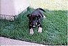 My first and only mastered command "lay-down".  She knows it vocally and by hand signal.
