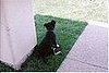 What's that?  This is Nike signature look.  One ear up the other down.  She can't seem to lift both up, probably cause she's 1/2