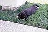 So bashful.  Burying her face in the grass.  She still does this even at 5 years old.