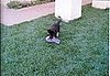 Stealing my flip-flop and fleeing.  Thank goodness she no longer steals shoes.  