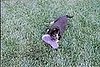 Eating my stolen flip-flop.