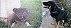 Nike in 2004 on the left and Nike in 2007 on the right.  Still our big baby.