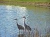 A pair of Sandhill Cranes at the lake where the condo was. 