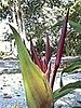 Bird of Paradise plant. 