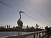Great Tri Colored Heron fishing or mooching on the same dock.  