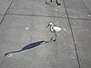 A Snowy Egret, the smaller cousin of the Great White Egret. 