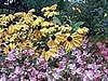 Lots of beautiful flower beds in town. 