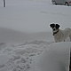 apodder's picture