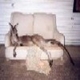flyingroo's picture