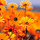 Mim C's picture
