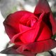 Radiating's picture