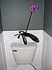 a pretty orchid gives a splash of color to the tiny room