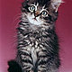 the cat's picture