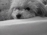 Dookie Duke