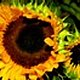 Sunflo's picture