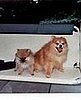 Rebel Jett Star Dreym, July 17, 2005, came home Oct. 4.  Shown with Hero.