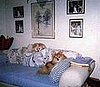 TRAGEDY HIT HARD AND FAST. Day after this picture, Honey was killed by a German Shepherd.