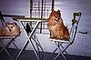 Honey and Hero on deck outside my camper.  They didn't know their leashes were just draped over the chairs.
