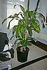 If I don't kill my corn plant first, it will go in the corner by the leaning mirror. (on a stool.)