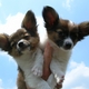 Dog Mama's picture
