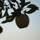 bluestate8's picture