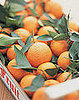 Oranges