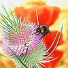 Insect Stings