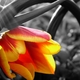 HealthLover's picture