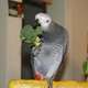 Bibi the bird's picture