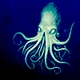 kraken's picture