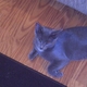 pbass1's picture