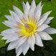 Ruthiroo's picture