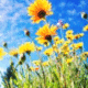 bsglrok132's picture