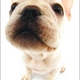 simbaspaws's picture