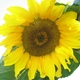 girl e's picture
