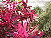 tropical flowers