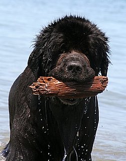 newfies