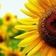 Sunshinelover's picture