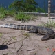 Gatorhntr's picture