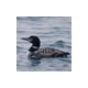pwrloon's picture