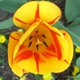 bobbiboe's picture