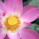 Dharma77's picture