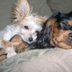 CupOFDog's picture
