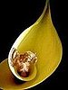 am not so happy - would hv wished her 2 b embedded in the lily... :(