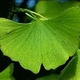 rasa54's picture