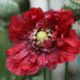 Esmerelda S's picture