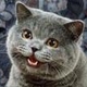 Mezzo71's picture