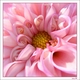 princess s's picture