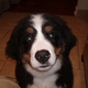 sars702's picture