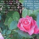 susanabanana's picture